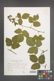 Rubus spribillei [KOR 38291]