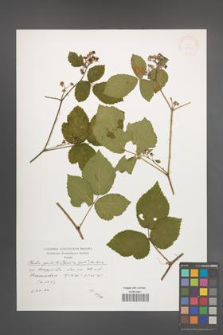Rubus spribillei [KOR 38283]
