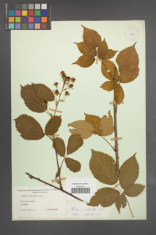 Rubus sulcatus [KOR 11049]