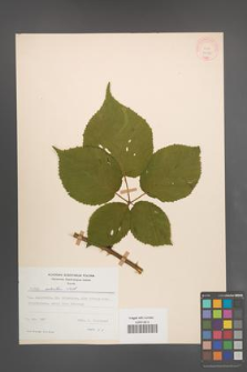 Rubus sulcatus [KOR 22212]