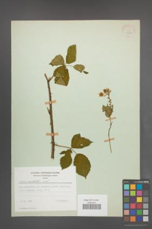 Rubus sulcatus [KOR 28040]