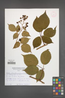 Rubus sulcatus [KOR 52581]