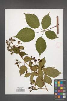 Rubus sulcatus [KOR 51859]