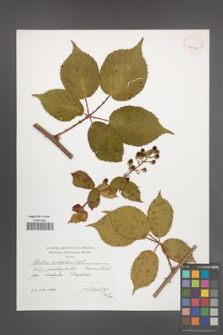 Rubus sulcatus [KOR 41310]