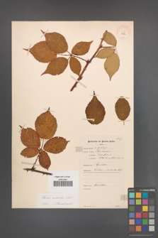 Rubus sulcatus [KOR 11032]