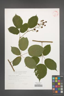 Rubus sulcatus [KOR 32336]