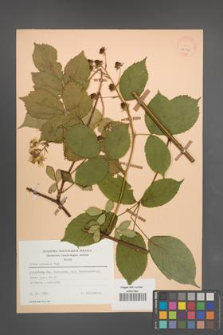 Rubus sulcatus [KOR 25595]