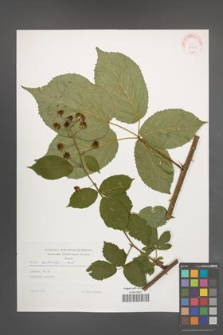 Rubus sulcatus [KOR 29301]