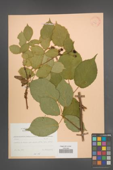 Rubus sulcatus [KOR 25607]