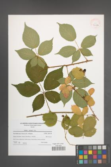 Rubus sulcatus [KOR 41192]