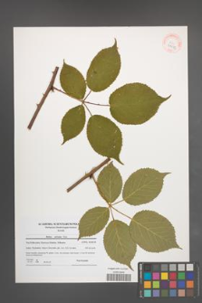 Rubus sulcatus [KOR 41073]