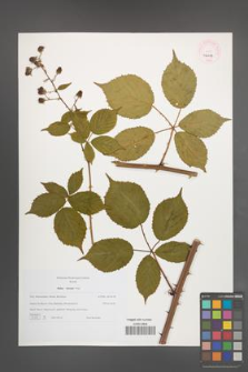 Rubus sulcatus [KOR 46233]