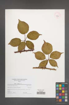 Rubus sulcatus [KOR 46229]