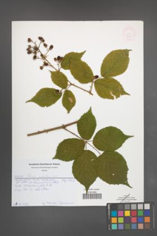 Rubus sulcatus [KOR 52019]