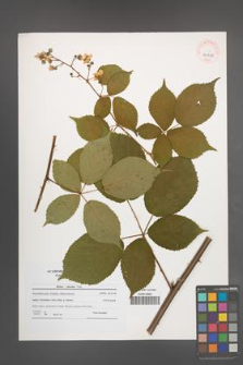Rubus sulcatus [KOR 40728]