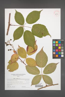 Rubus sulcatus [KOR 43970]