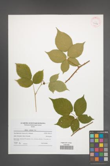 Rubus sulcatus [KOR 41592]