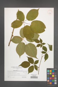 Rubus sulcatus [KOR 39643]