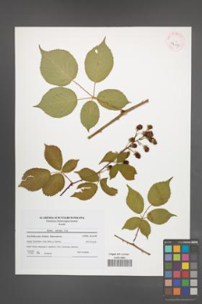 Rubus sulcatus [KOR 42117]