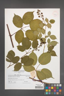 Rubus sulcatus [KOR 41197]