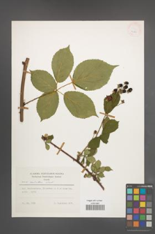 Rubus sulcatus [KOR 24860]