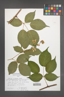 Rubus sulcatus [KOR 51072]
