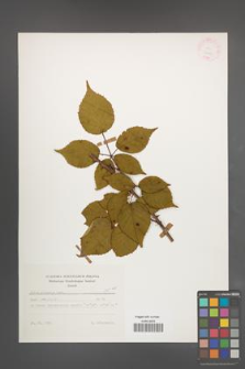 Rubus sulcatus [KOR 25666]