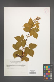 Rubus sulcatus [KOR 25604]