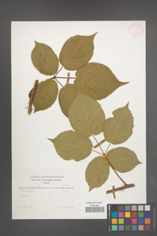 Rubus sulcatus [KOR 25673]