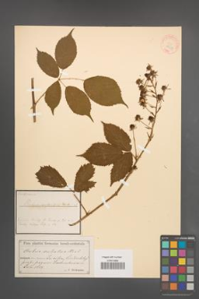 Rubus sulcatus [KOR 18617]