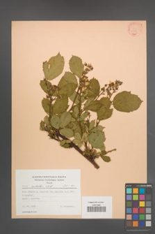 Rubus sulcatus [KOR 22771]