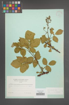 Rubus sulcatus [KOR 23753]