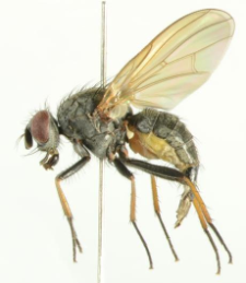 Emmesomyia grisea (Robineau-Desvoidy, 1830)