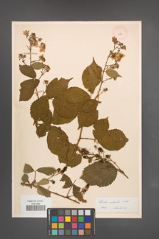 Rubus sulcatus [KOR 11034]
