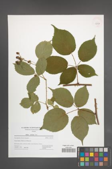 Rubus sulcatus [KOR 42827]