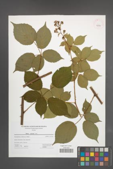 Rubus sulcatus [KOR 42787]