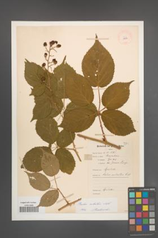Rubus sulcatus [KOR 11036]
