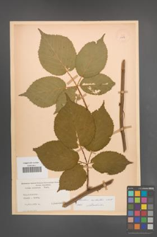 Rubus sulcatus [KOR 11052]