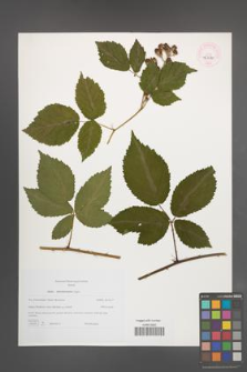 Rubus tabanimontanus [KOR 46230]