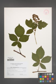 Rubus tabanimontanus [KOR 44206]