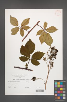 Rubus tabanimontanus [KOR 38800]