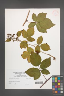 Rubus tabanimontanus [KOR 38929]