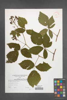 Rubus tabanimontanus [KOR 38801]