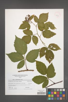 Rubus tabanimontanus [KOR 41071]
