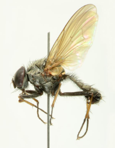 Emmesomyia grisea (Robineau-Desvoidy, 1830)