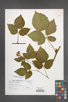 Rubus tabanimontanus [KOR 40683]