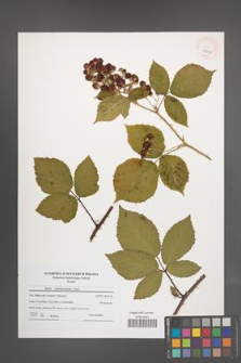 Rubus tabanimontanus [KOR 40547]