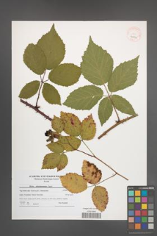 Rubus tabanimontanus [KOR 40824]