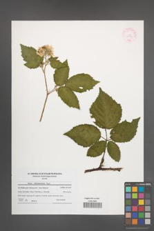 Rubus tabanimontanus [KOR 44541]