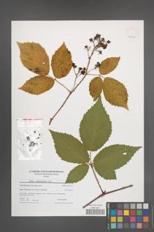 Rubus tabanimontanus [KOR 40788]